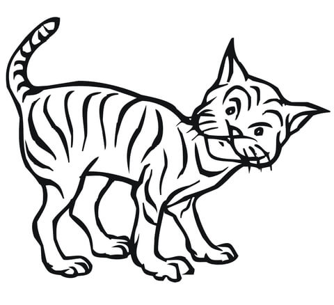 Curious Bobcat Coloring Page